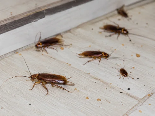 Blatte observée de près